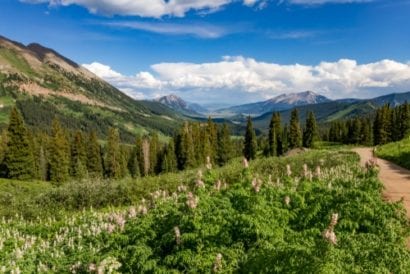 spring flowers - crested butte