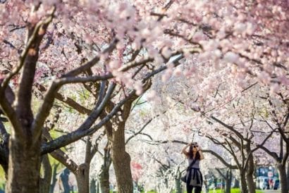 Spring flowers - dc