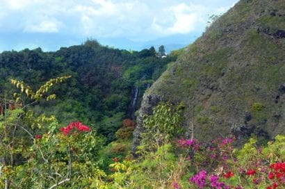 spring flowers - kauai
