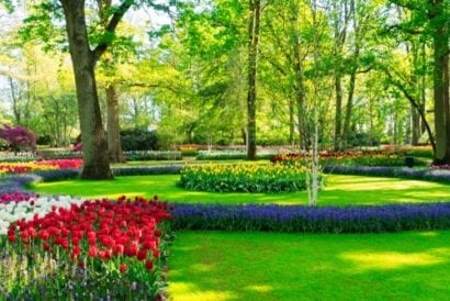 spring flowers - netherlands