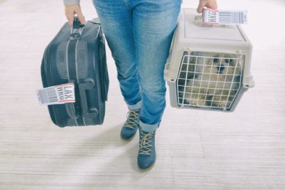 travel news pet travel
