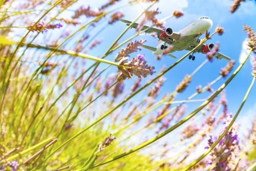spring travel flowers