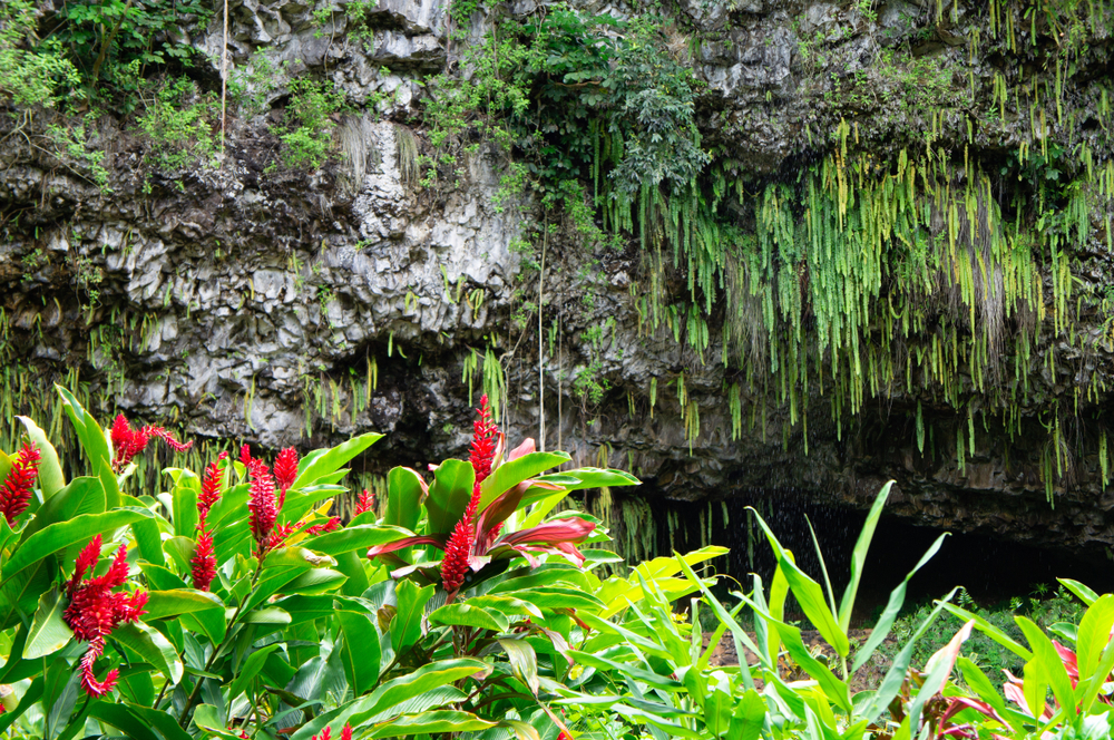 kauai fern grotto Wanderlust Wednesday: Hawaiian island of Kauai