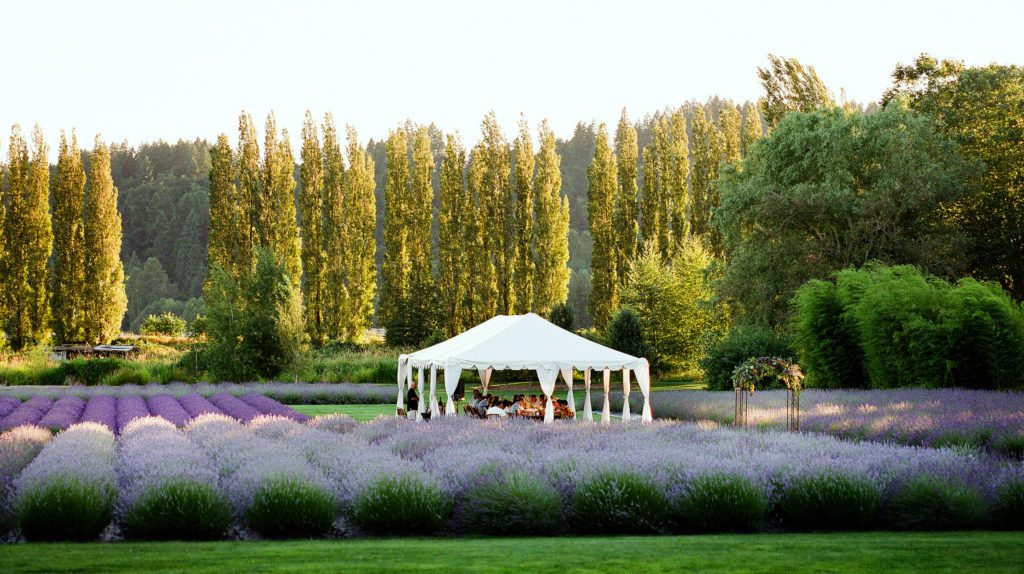 woodinville lavender redmond, washington