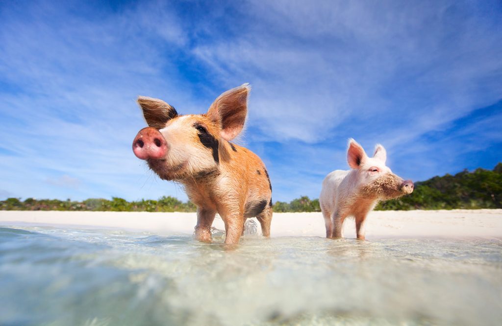 pig beach bahamas